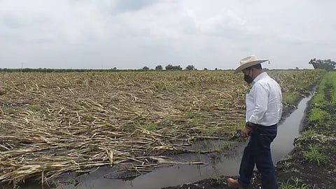 Sequía provocó estrés en algunos cultivos agrícolas: Sedrua