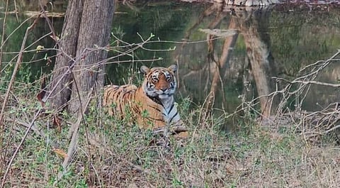 A wildlife crisis looms in Rajasthan