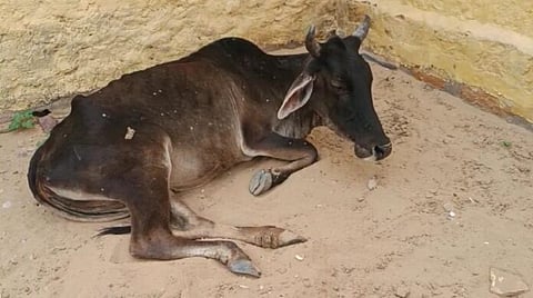 Animal ‘wealth’ falls victim to lumpy disease