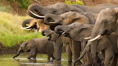 Distressed by the mining in the forests, Chhattisgarh’s elephants moving to Madhya Pradesh