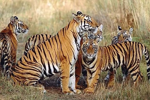 Madhya Pradesh: Tiger Survey Completed, State May Retain the Tiger State Status