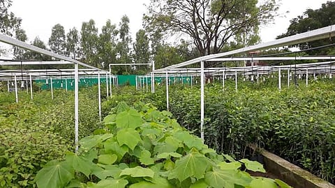 उज्जैन में पौधों की दुर्लभ प्रजातियों को संरक्षित करने की पहल शुरू