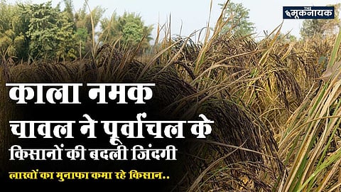 काला नमक चावल के उत्पादन से लाखों का मुनाफा कमा रहे पूर्वांचल के किसान