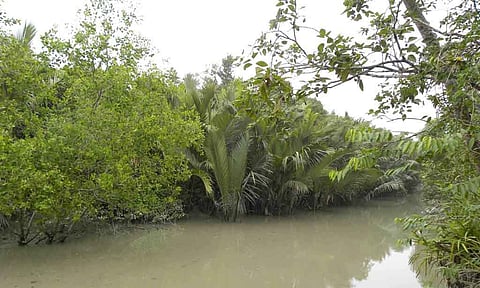 सुंदरवन के सदाबहार वन, पश्चिम बंगाल / फोटो - इंटरनेट