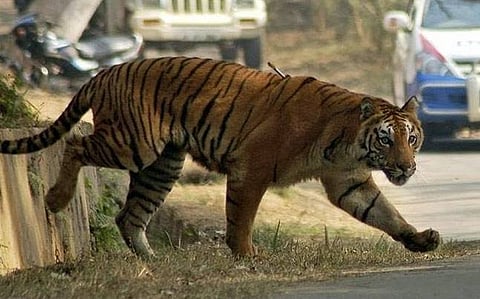 इंसानी बस्तियों के बीच बाघों का मूवमेंट