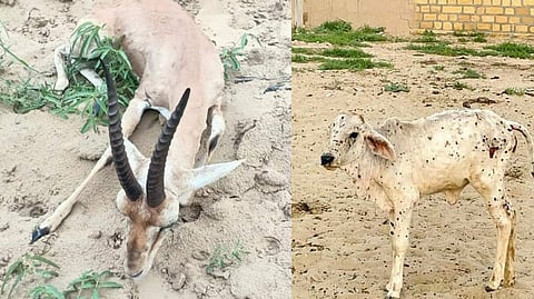 राजस्थानः लंपी रोग से 30 हजार गायों की मौत, 50 हजार संक्रमित, हिरणों में भी बढ़ रहा संक्रमण