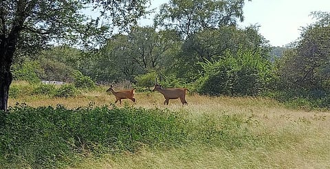 रणथम्भौर राष्ट्रीय उद्यान