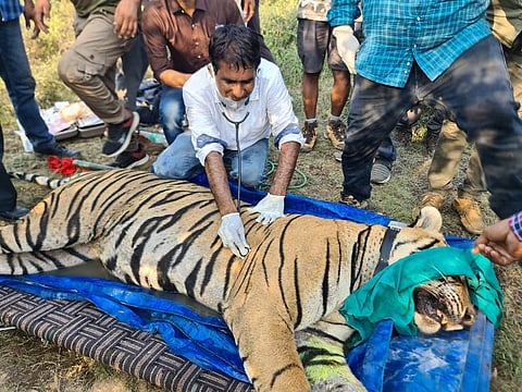 बाघ टी-113 को रणथंभौर से शिफ्टिंग के लिए ट्रेंकुलाइज किया गया