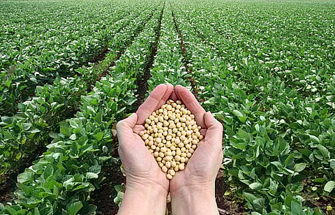 Human hand holding soybean, with field in background