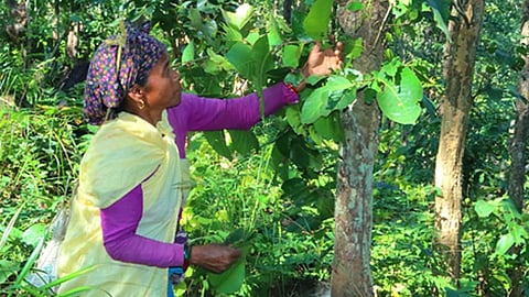 jambhadi forest workers employment crisis