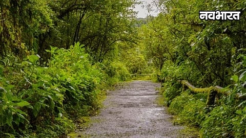 tree survey tender
