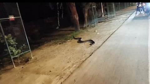 Python Spotted on Mathura-Vrindavan Road on Raksha Bandhan Night, Video Goes Viral