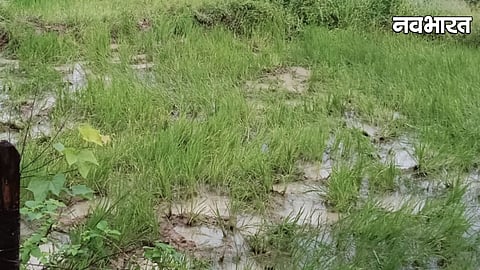 Gadchiroli Clephant Attack Crop Damage
