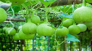 Ghiya halwa benefits digestion energy hydration healthy lauki halwa rrs05