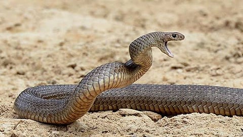 Kanpur Dehat Snakebite Cases Rise After Heavy Rainfall, 11 Deaths Reported in Two Months