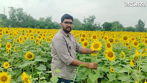 young farmer grows sunflower on 105 bigha in Ujjain