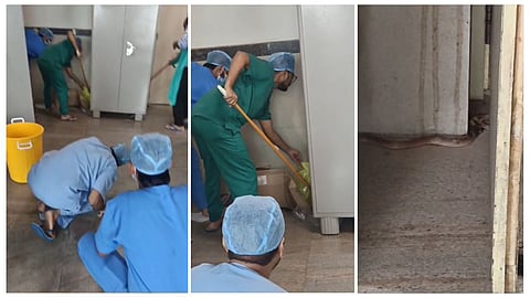 Snake found In JAH Hospital