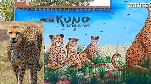 missing female cheetah Nirva successfully rescued in Shivpuri