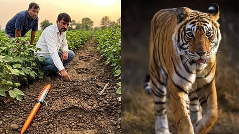 अमरावती बाघ का आतंक