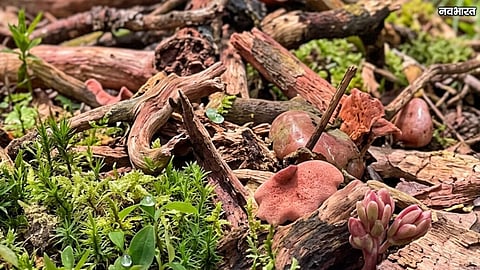 Tree Branches Cut Without Permission For Ganeshotsav