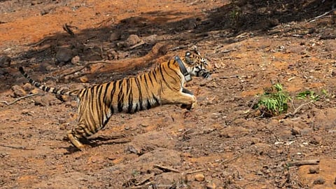 bor tiger reserve tigress bhumi missing