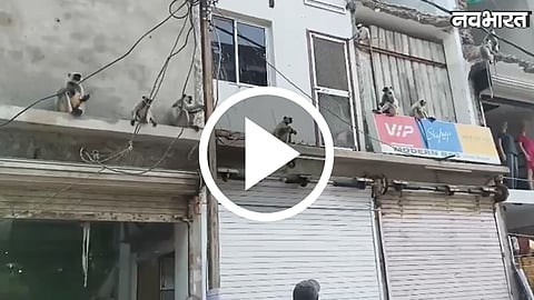 langur crowd gathers near Khade Hanuman Temple in Ujjain