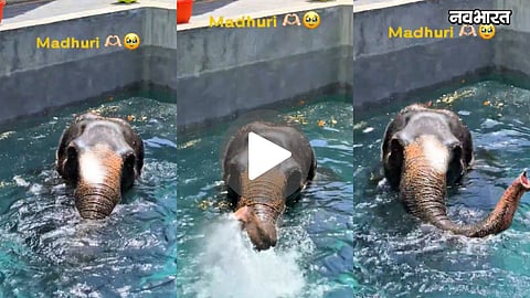 elephant madhuri enjoying swimming pool viral video kolhapur