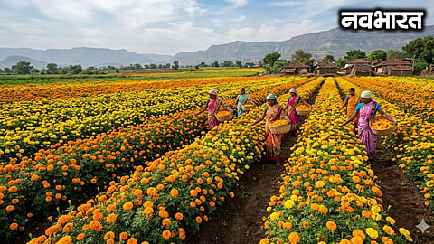 Marigold flower prices crash during Ganeshotsav: Rates drop to ₹10–30 per kg as supply rises
