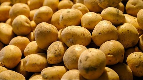 UP Potato will Export 30 Tonnes of Aligarh Potato to Bahrain via Jewar Airport