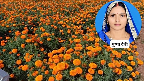 Pushpa Devi Flower Farming Success Story: Income Rises from 4.30 Lakh to 7.28 Lakh