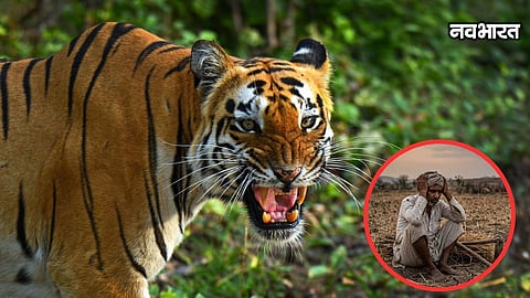Chandrapur Farmer Fights Tiger Attack