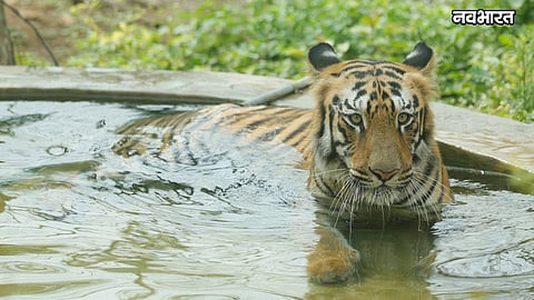 bijlee tigress dies sanjay gandhi national park mumbai