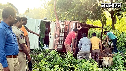 Wardha Cattle Smuggling Accident Highway