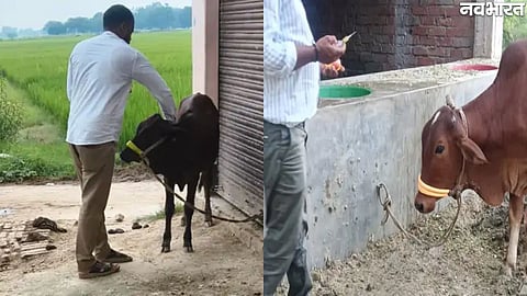 UP Animal Husbandry Department