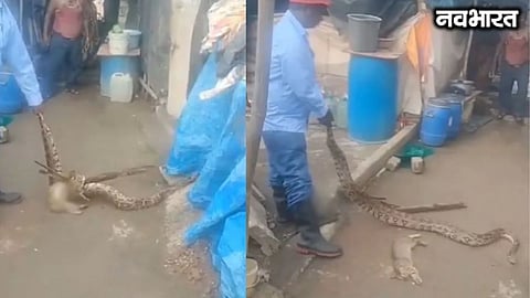Panic after 11-foot-long python found near Matoshree; snake rescuer saves it