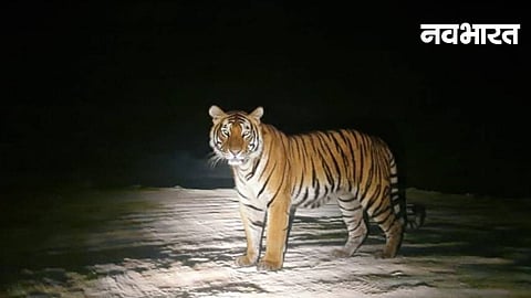 Ai Tiger Fake Tiger Image