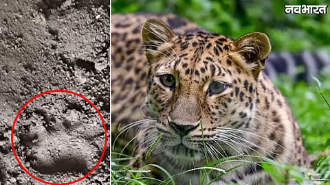 leopard growls from culvert pipe in Guradiya
