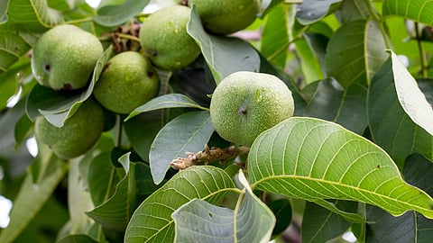Green walnut benefits raw walnut health.