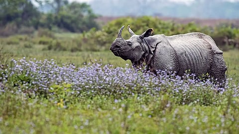 World rhino day indian one horned rhino facts.