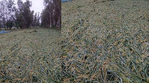 Heavy Rain Damages Paddy Crop, Farmers Face Losses as Fields Remain Waterlogged