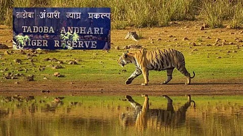 tadoba tourism 4 50 lakh tourists local employment
