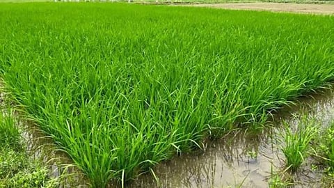 Gondia Goregaon Saleksa Rainfall Paddy Kharif Crop