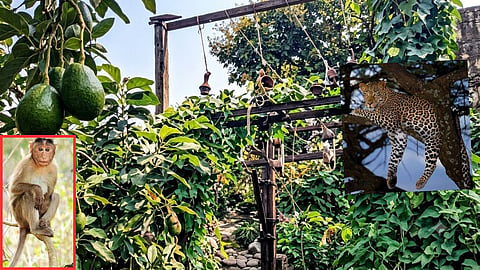 Chandrapur Female Leopard Electrocuted