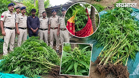 Cannabis plant hidden behind a saree