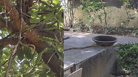 Agra Kamla Nagar Snake Fear: Residents Avoid Park as Snakes Keep Appearing