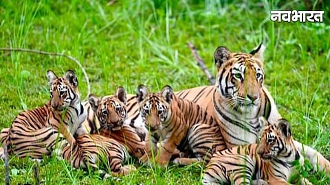 Nagpur Forest Department Action