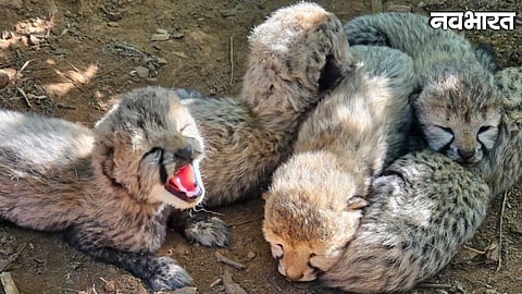female cheetah KJP21 gives birth to five cubs