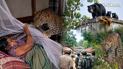 Leopard and Bear Terror in Kanker: Leopard Attacks Woman Sleeping at Home