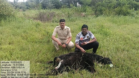 sinnar leopard captured forest department cage