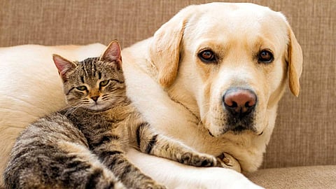 Sambhajinagar Stray Animal Attacks